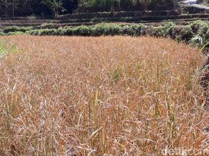 31.000 Ha Sawah Gagal Panen, Stok Beras Aman?