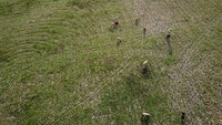 Penampakan dari udara area persawahan di kawasan Losarang, Indramayu, Jawa Barat, yang mulai kering. Kekeringan lahan sawah di Indramayu semakin meluas hingga 5.000 hektar yang tersebar di 6 kecamatan. Antara Foto/Dedhez Anggara.