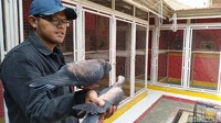 Aris sendiri mengaku awalnya tak berniat sama sekali menjual burung merpati kesayangannya itu. Sehingga, ia sengaja mematok harga jual Jayabaya pada angka Rp 1 miliar.