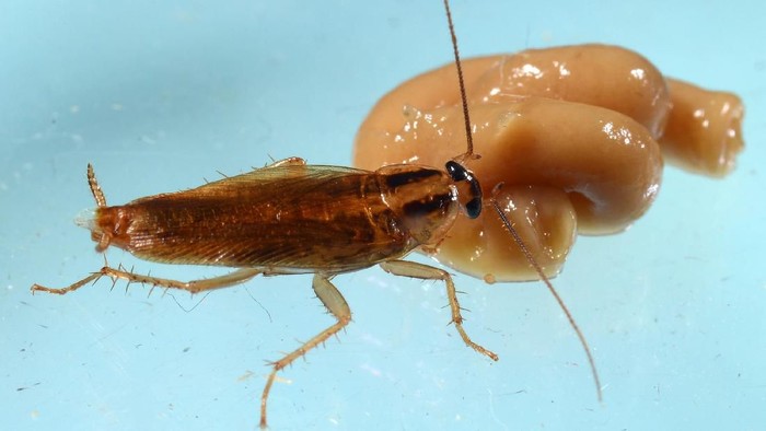 Kecoa ini terlihat mengonsumsi gel insektisida. Foto: John Obermeyer/Purdue Entomology Kecoa ini terlihat mengonsumsi gel insektisida. Foto: John Obermeyer/Purdue Entomology
