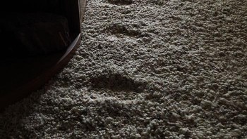 Jejak langkah kucing tiap hari selama beberapa tahun. Foto: Demilked