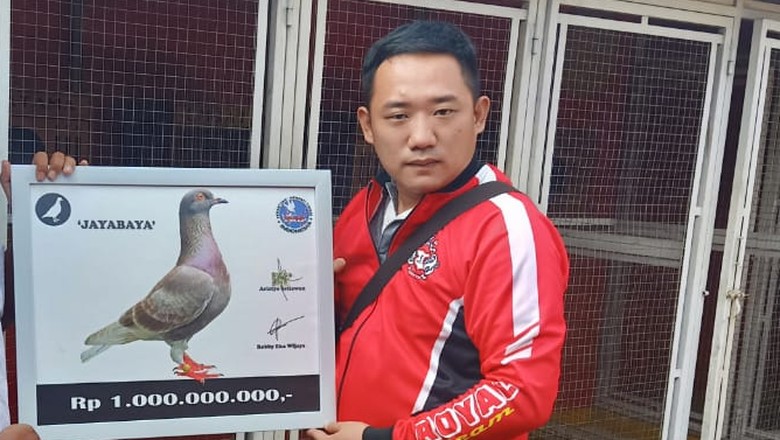 Robby Pembeli Jayabaya Rp 1 M Juga Hobi Belanja Merpati Mahal Robby Pembeli Jayabaya Rp 1 M Juga Hobi Belanja Merpati Mahal