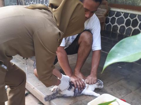Antisipasi Rabies, 80 Kucing-Anjing di Kertabumi Ciamis Divaksin