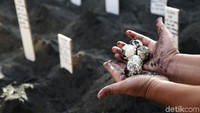 Telur-telur penyu siap dikubur dalam pasir. Suhu pasir menentukan jenis kelamin. Di bawah 32 derajat celcius yang lahir jantan, sedangkan di atas 32 derajat celcius betina.