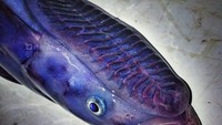 Kalau sering nonton film bertema alien, ikan berwarna ungu yang satu ini punya tampilan mirip seperti monster di film alien.  Foto: Instagram @rfedortsov_official_account