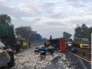 Truk Muat Mujair Terguling, Tol Sidoarjo Arah Porong Sempat Macet