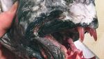 Bukan Tuna atau Tenggiri, Pria Ini Tangkap Ikan Seram Mirip Monster