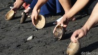 Seluruh jenis penyu di Indonesia adalah hewan dilindungi, yang diproteksi lewat Undang-Undang (UU) Nomor 5 Tahun 1990 tentang Konservasi Sumber Daya Alam Hayati dan Ekosistemnya. Pelaku perdagangan penyu bisa dikenakan hukuman penjara 5 tahun dan denda Rp100 juta.