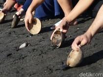 Panduan Lengkap Pelepasan Tukik di Bali: Lokasi hingga Tips Konservasi Penyu