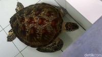 Kelompok Saba Asri juga menerima titipan penyu dewasa yang menjadi barang bukti dari polisi untuk selanjutnya direhabilitasi. Penyu dewasa bisa menghasilkan ratusan telur dalam sekali waktu, tapi hanya 70 persen yang menetas dari tiap sarang.