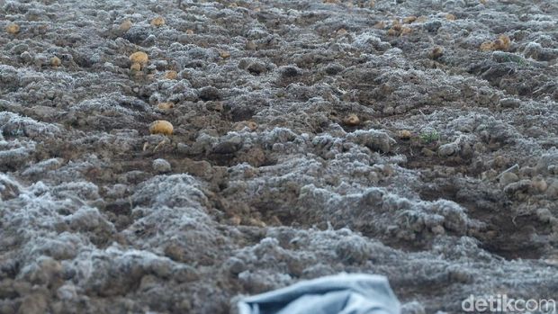 Penampakan kebun kentang yang diselimuti embun es pada 2018. 