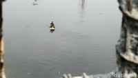 Air yang surut membuat warga dengan mudah mencari ikan di sungai Ciliwung, Jakarta.