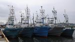 Miris, Jepang Kembali Legalkan Berburu Ikan Paus