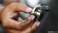 Kelompok Saba Asri dengan batuan pemerintah melalui PT Indonesia Power melakukan penetasan telur penyu hingga pelepasan di Pantai Saba, Gianyar, Bali.