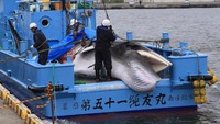 Nelayan Jepang kembali berburu ikan paus untuk komersil sejak Senin (1/7/2019). Aktivitas itu dilakukan Jepang setelah sebelumnya mundur dari Komisi Perburuan Paus Internasional (IWC). Stringer/Reuters.