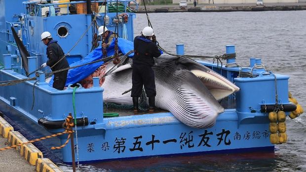 Jepang kembali berburu ikan paus untuk komersil sejak Senin (1/7/2019). Perburuan ini sebelumnya sempat dihentikan selama hampir 33 tahun.