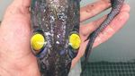 Bukan Tuna atau Tenggiri, Pria Ini Tangkap Ikan Seram Mirip Monster