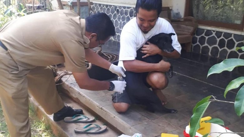 Antisipasi Rabies, 80 Kucing-Anjing di Kertabumi Ciamis Divaksin Antisipasi Rabies, 80 Kucing-Anjing di Kertabumi Ciamis Divaksin