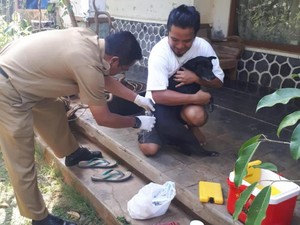 Antisipasi Rabies, 80 Kucing-Anjing di Kertabumi Ciamis Divaksin
