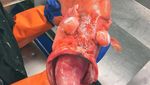 Bukan Tuna atau Tenggiri, Pria Ini Tangkap Ikan Seram Mirip Monster