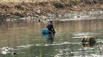 Sungai Ciliwung Surut, Ikan Mudah Diangkut