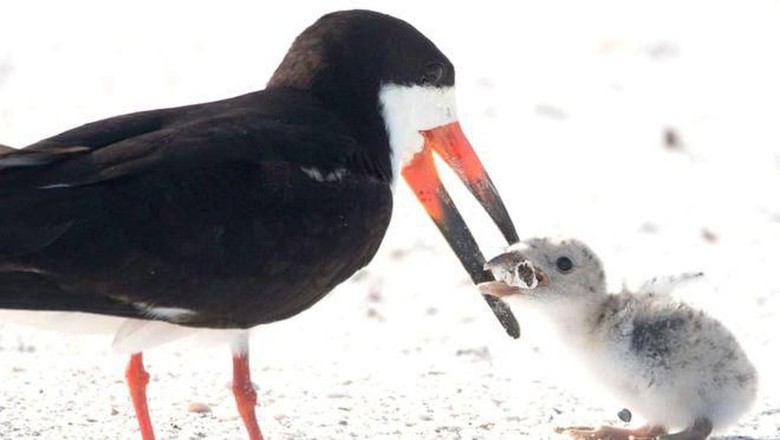 Foto: (Karen Mason/Facebook/BBC News) Foto: (Karen Mason/Facebook/BBC News)