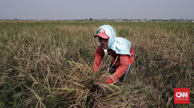 Kriminalisasi Petani Aceh, Buntut Inovasi Benih Padi Jokowi