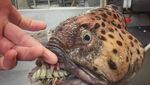Bukan Tuna atau Tenggiri, Pria Ini Tangkap Ikan Seram Mirip Monster