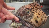 Roman menyarankan agar tidak melihat foto ini saat sedang makan. Pasalnya ikan yang baru saja ditemukannya, memiliki gigi berantakan yang mirip seperti gigi manusia. Foto: Instagram @rfedortsov_official_account
