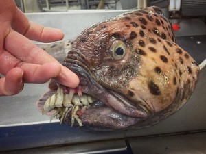 Ikan Bentuk Monster hingga Kisah Hukuman Monyet Pencuri Durian