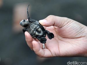 Melihat Konservasi Tukik di Bali
