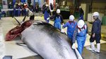 Miris, Jepang Kembali Legalkan Berburu Ikan Paus