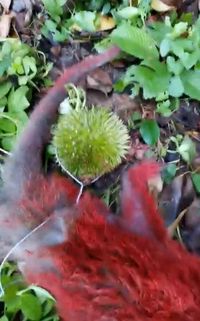Tertangkap Curi Durian, Monyet Ini Diberi Hukuman Oleh Pemilik Kebun