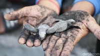 Tukik-tukik siap dilepas ke pantai. Seluruh jenis penyu di Indonesia adalah hewan dilindungi, yang diproteksi lewat Undang-Undang (UU) Nomor 5 Tahun 1990 tentang Konservasi Sumber Daya Alam Hayati dan Ekosistemnya.