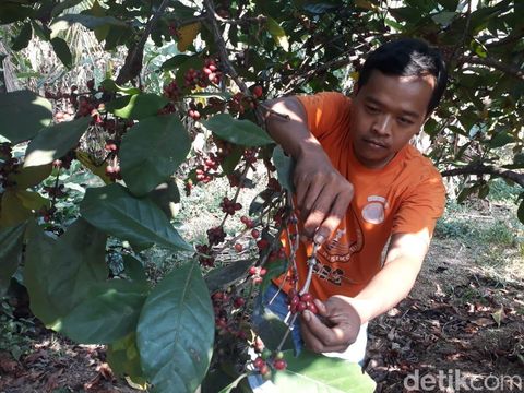 Melirik Potensi Kopi Liberika Karawang yang Merambah Rusia