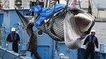 Miris, Jepang Kembali Legalkan Berburu Ikan Paus