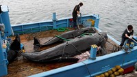 Menurut Daftar Merah Spesies Terancam IUCN, paus minke dan Bryde tidak masuk kategori terancam punah. Sementara paus sei yang masuk kategori tersebut, jumlahnya justru kian meningkat. Kelompok-kelompok pemerhati lingkungan seperti Greenpeace dan Sea Shepherd tetap mengkritik berlanjutnya praktik perburuan paus di Jepang, meski tidak memiliki rencana aksi yang konkret untuk menentang negara tersebut. Issei Kato/Reuters.