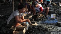 Sejumlah warga mengupas cangkang kerang di permukiman nelayan Muara Angke.