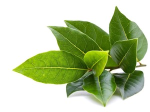 20 Manfaat Daun Salam untuk Kesehatan dan Cara Mengolahnya