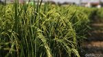 Melihat Sawah di Rorotan Jakut yang Siap Panen