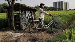 Melihat Sawah di Rorotan Jakut yang Siap Panen
