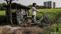 Seorang petani mengecek sawahnya yang sebentar lagi akan panen.