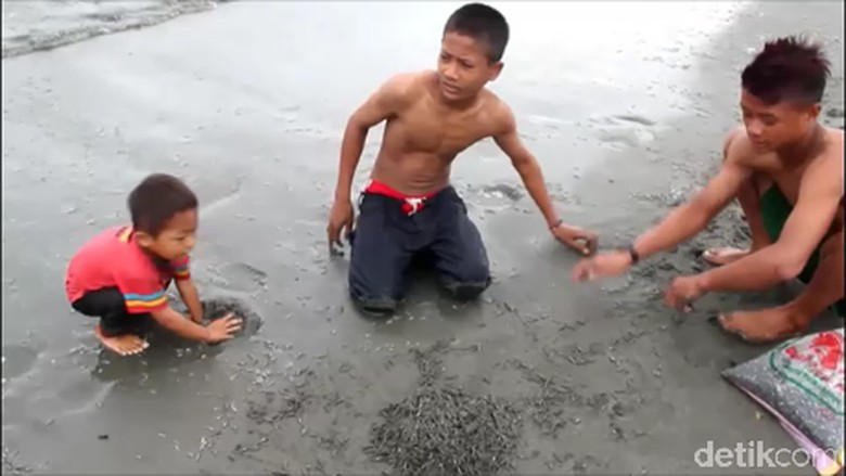 Heboh Ikan Seribu Serbu Pesisir Pantai Mamuju Tengah Heboh Ikan Seribu Serbu Pesisir Pantai Mamuju Tengah