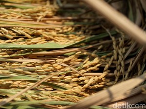 Sejuta Ha Sawah Ditarget Dapat Asuransi Gagal Panen