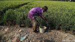 Melihat Sawah di Rorotan Jakut yang Siap Panen
