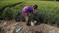 Sebagian warga membuat kubangan untuk menampung air di sekitar sawah.