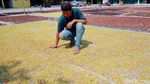 Petani Mengeluh Harga Cengkih Merosot
