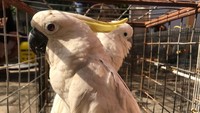 Ada 1 beruang madu, 5 kanguru, 2 burung kakaktua jambul kuning, 15 ekor burung beo, 2 nuri kepala hitam, dan 1 nuri kelam, kata Direktur Tindak Pidana Tertentu Bareskrim Polri Brigjen Fadil Imran di Mabes Polri, Jalan Trunojoyo, Kebayoran Baru, Jakarta Selatan. (Foto: Dokumen Direktorat Tindak Pidana Tertentu Bareskrim Polri)