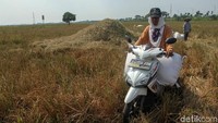 Karung-karung padi siap didistribusikan.