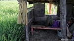 Melihat Sawah di Rorotan Jakut yang Siap Panen